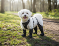 Adjustable Dog Boots with Quick-Release Buckles