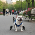 Adjustable Dog Wheelchair for Hind Leg Disability