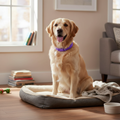 Pheromone Calming Collar for Dogs & Cats