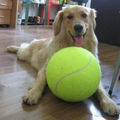 XXL Giant Tennis Ball for Dogs – 24cm