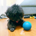 Motion Ball Interactive Pet Toy for Cats & Dogs